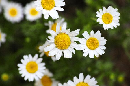 Nature spring flowers garden