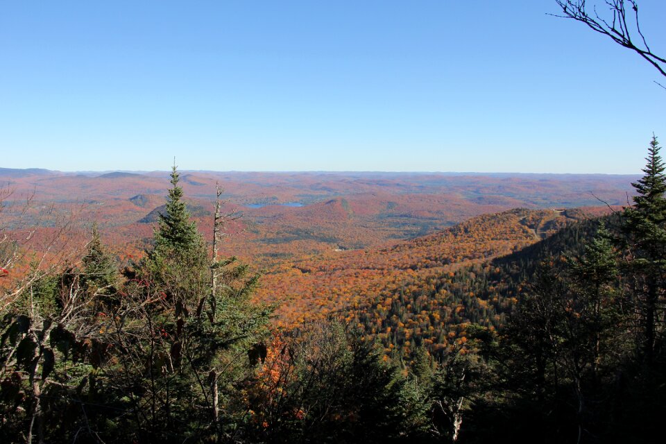 Mountain tree landscape