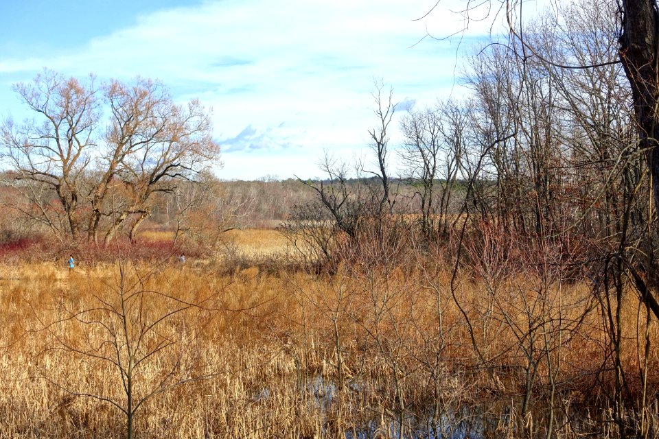 Arlington's Great Meadows - Lexington, MA - DSC04522