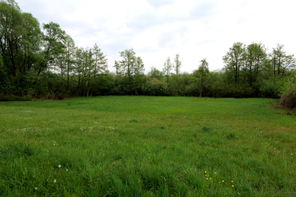 Around Pinnower See 2020-05-10 27