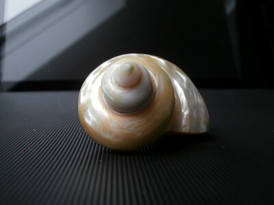 Shell mother of pearl macro