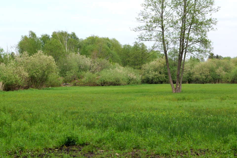 Around Pinnower See 2020-05-10 17