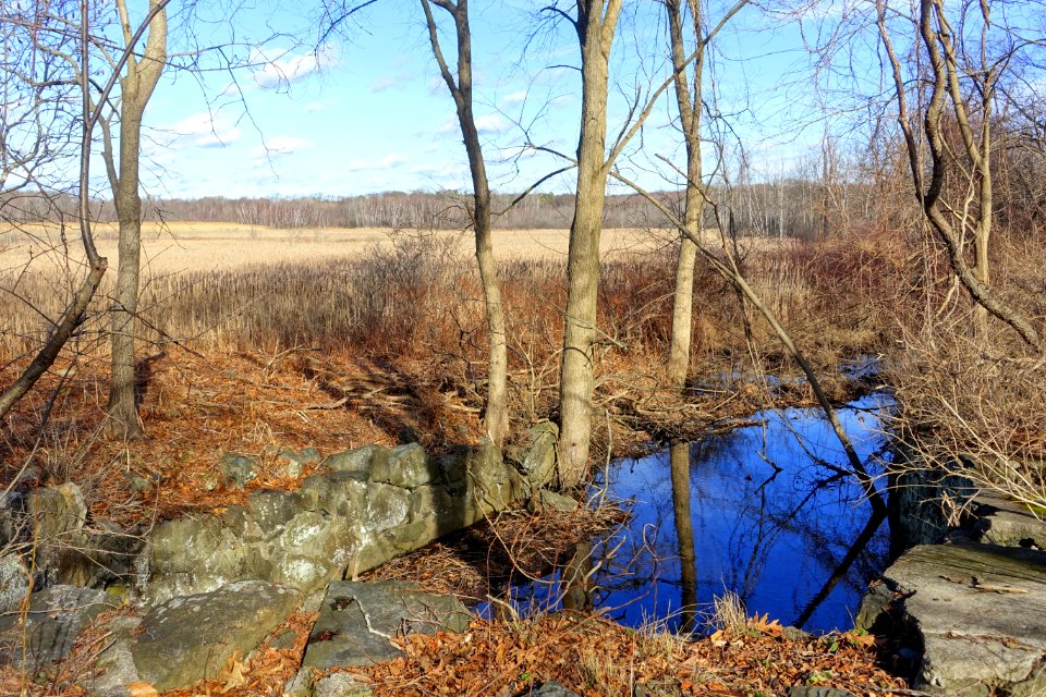 Arlington's Great Meadows - Lexington, MA - DSC04536