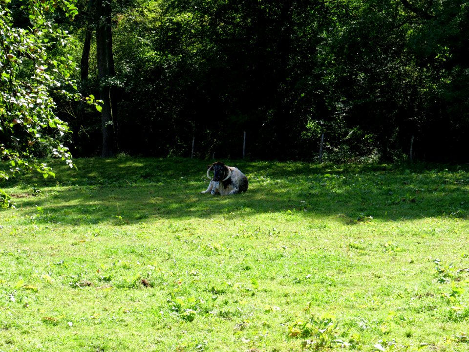 Around Schlehbach between Schmidt and Brück 14