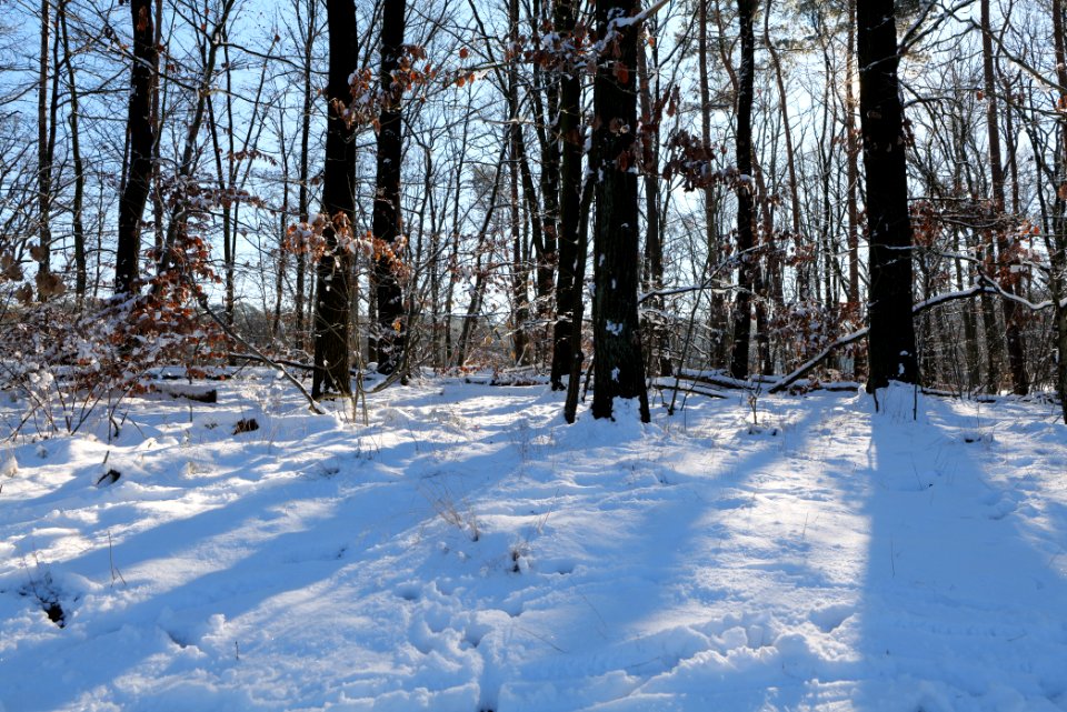 Around Schlachtensee with snow 2021-01-31 22