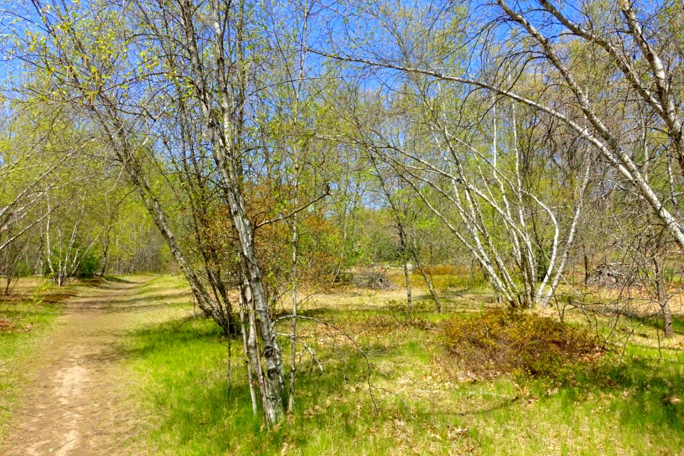 Arlington's Great Meadows - Lexington, MA - DSC01628