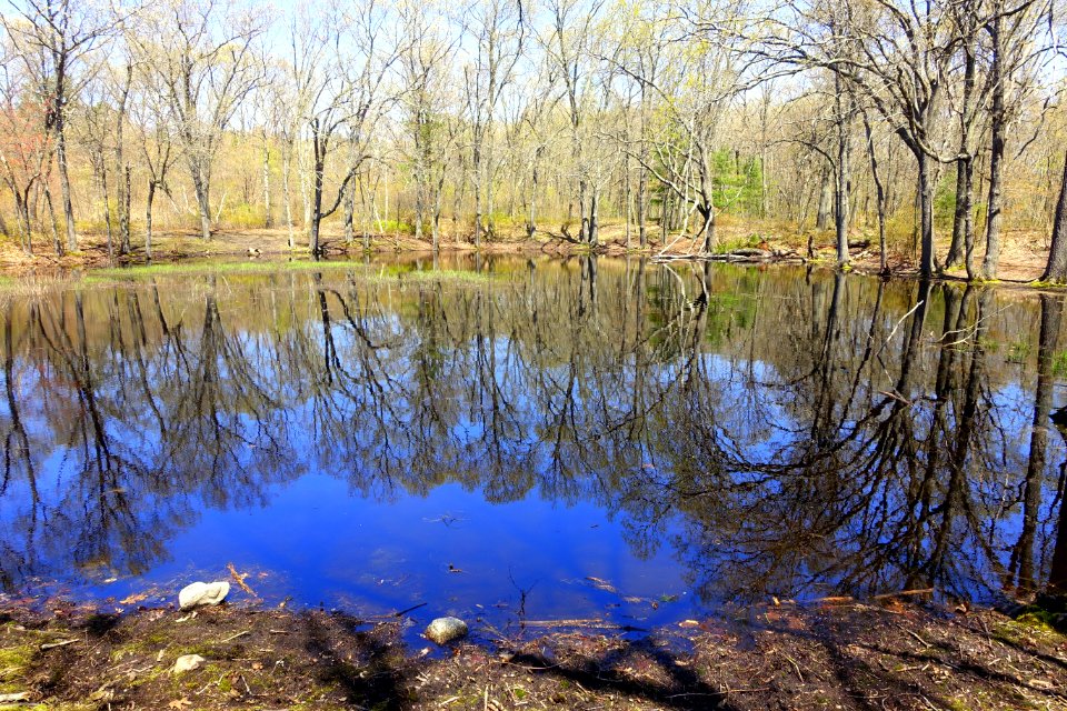 Arlington's Great Meadows - Lexington, MA - DSC01608