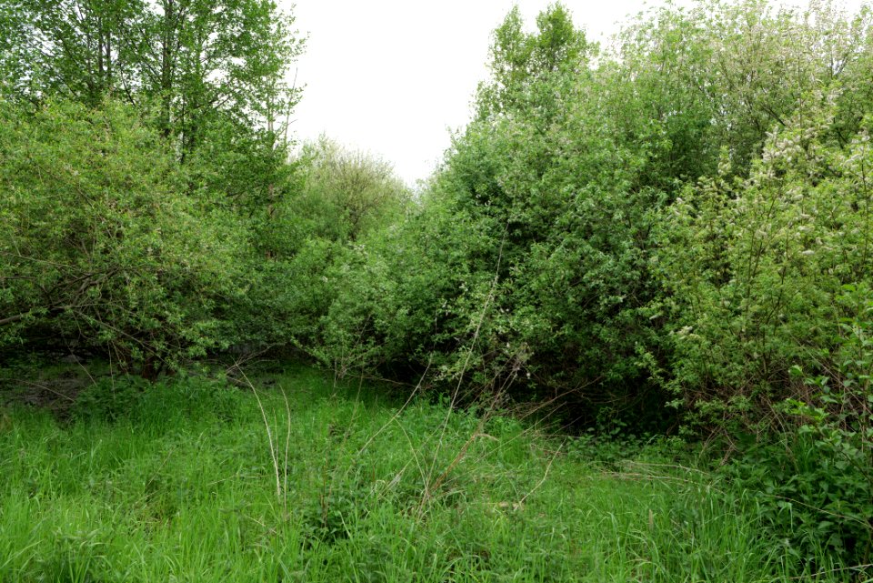 Around Pinnower See 2020-05-10 30