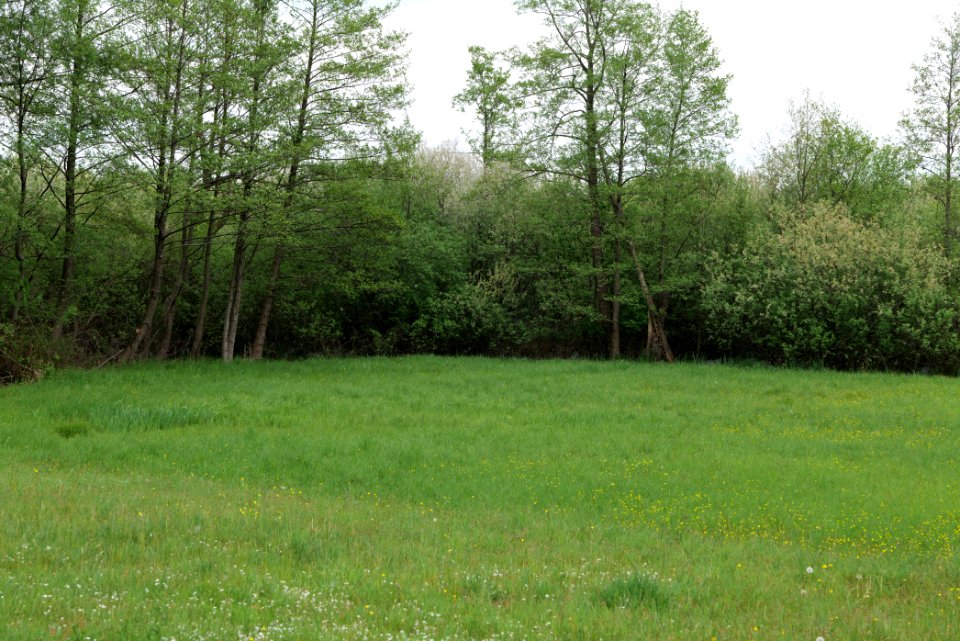 Around Pinnower See 2020-05-10 24