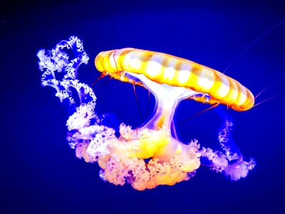 Underwater jelly floating photo
