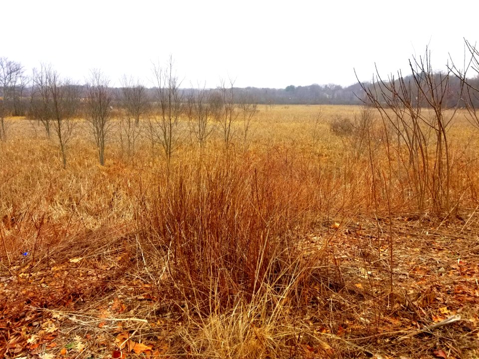 Arlington's Great Meadows - Lexington, MA - 20210114 093833