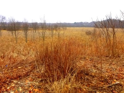Arlington's Great Meadows - Lexington, MA - 20210114 093833