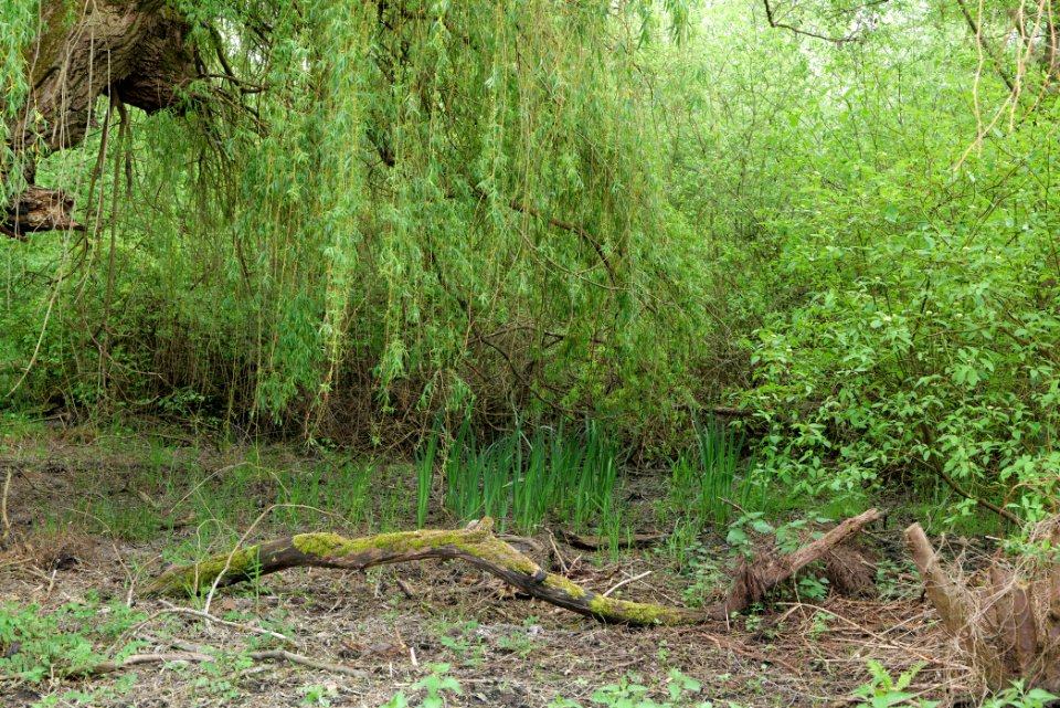 Around Pinnower See 2020-05-10 34