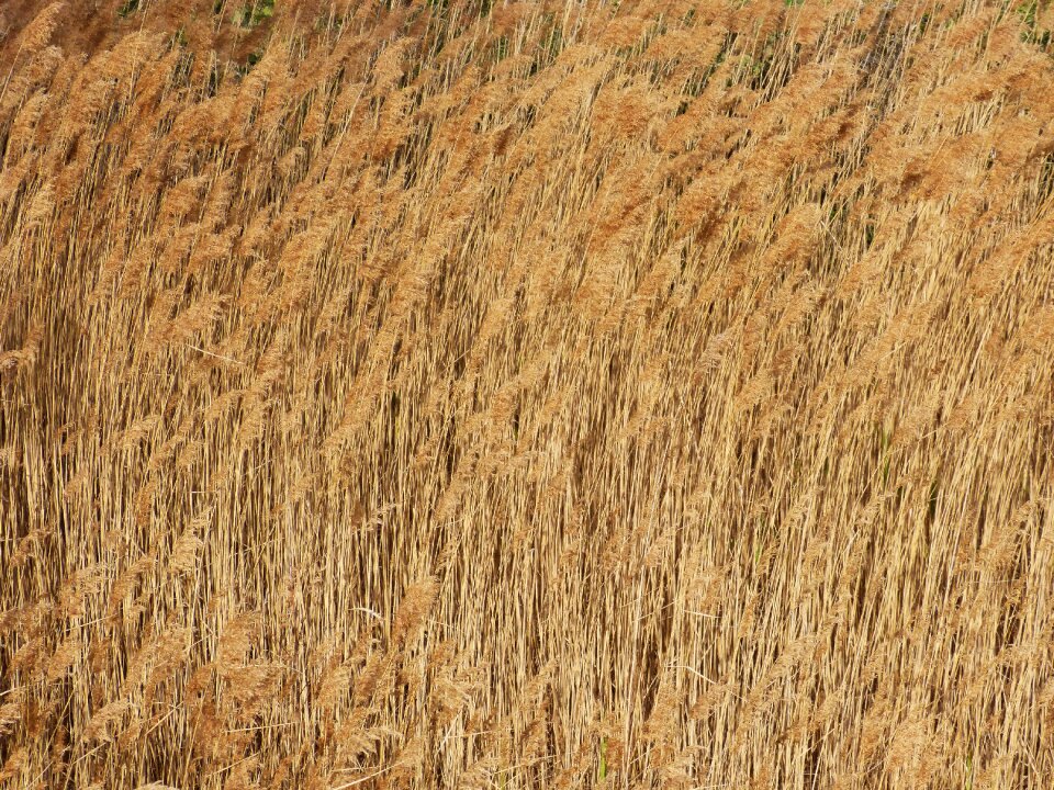 Riparian vegetation wind canamelar