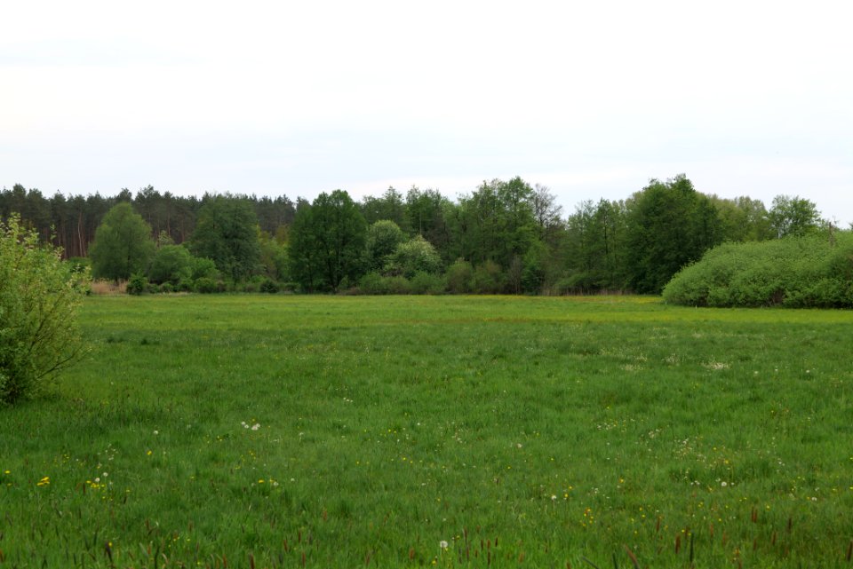 Around Pinnower See 2020-05-10 41