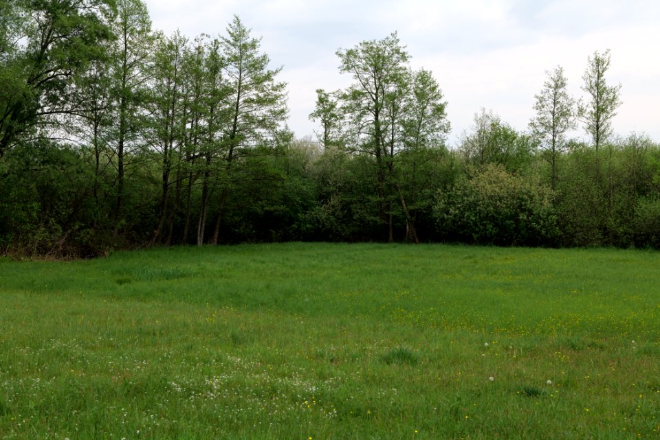 Around Pinnower See 2020-05-10 26