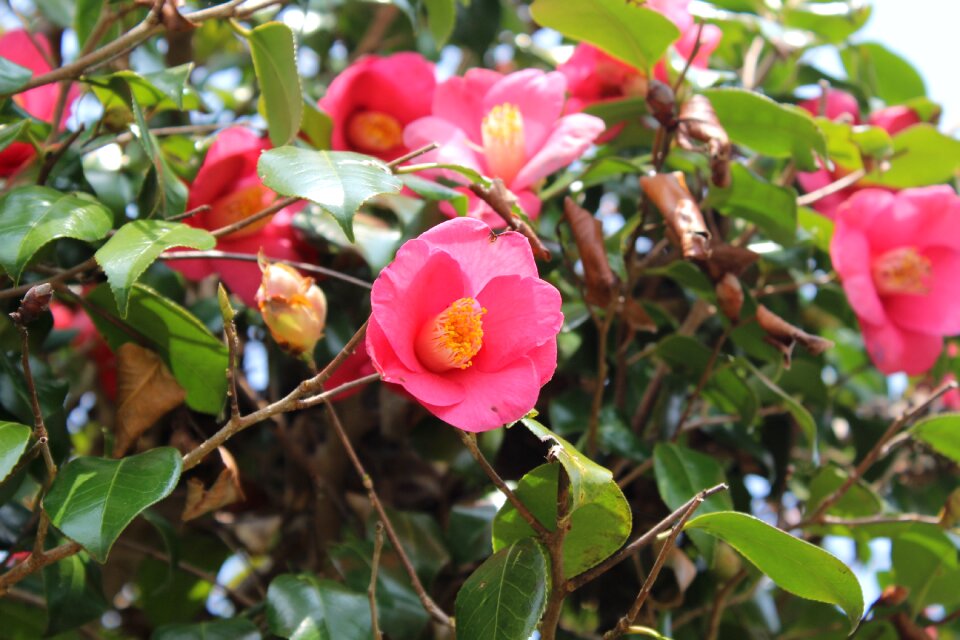 Camellia flower Free photos