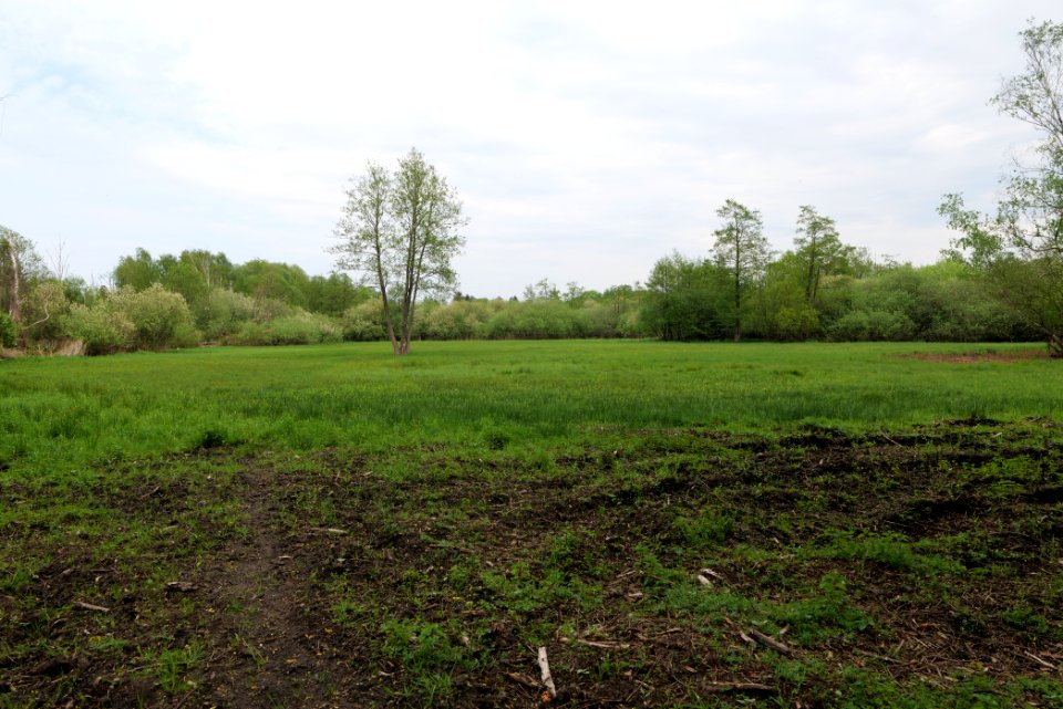 Around Pinnower See 2020-05-10 20