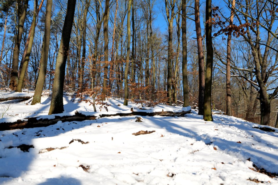 Around Schlachtensee with snow 2021-01-31 18