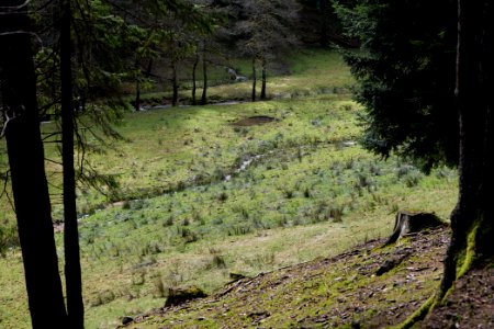 Around Sankenbach 2020-03-12 40