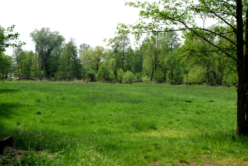 Around Hohenschöpping 2020-05-10 29