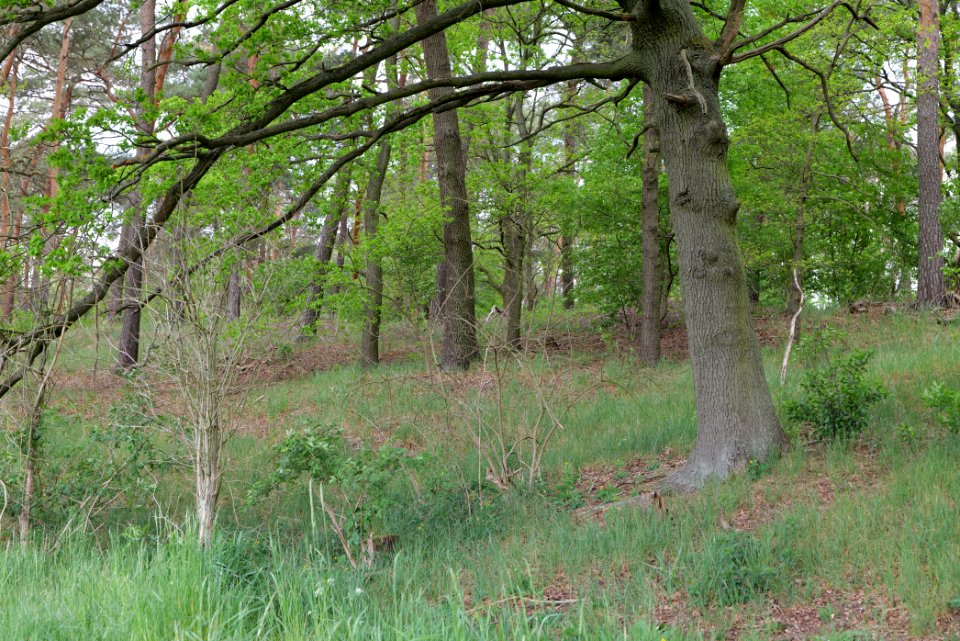 Around Langer Horst Kremmen 2020-05-10 02