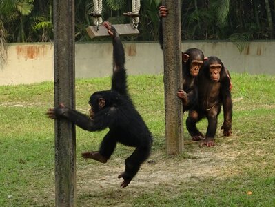 Wildlife chimp mammal photo