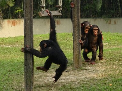Wildlife chimp mammal