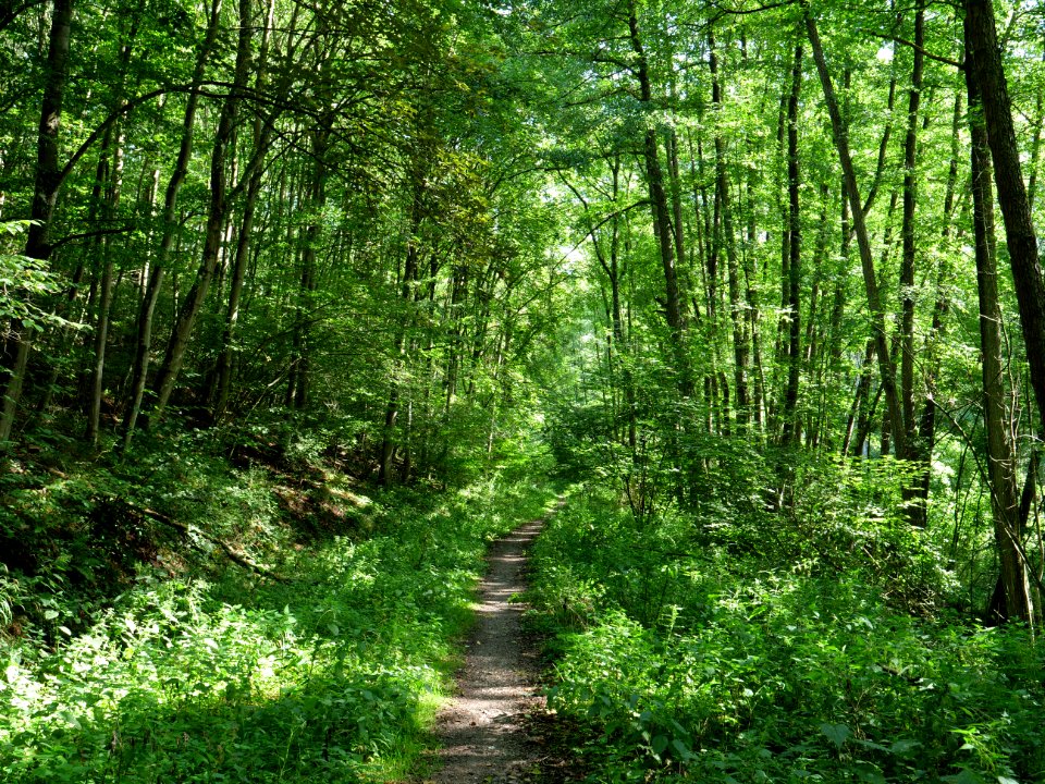 Around Schlehbach between Schmidt and Brück 13