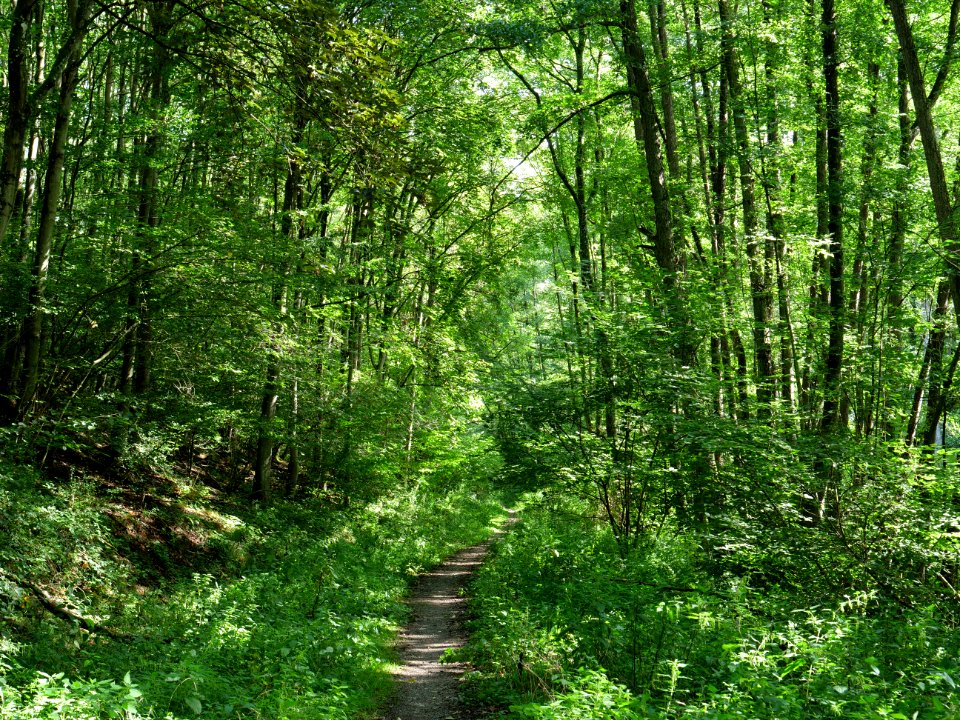 Around Schlehbach between Schmidt and Brück 12