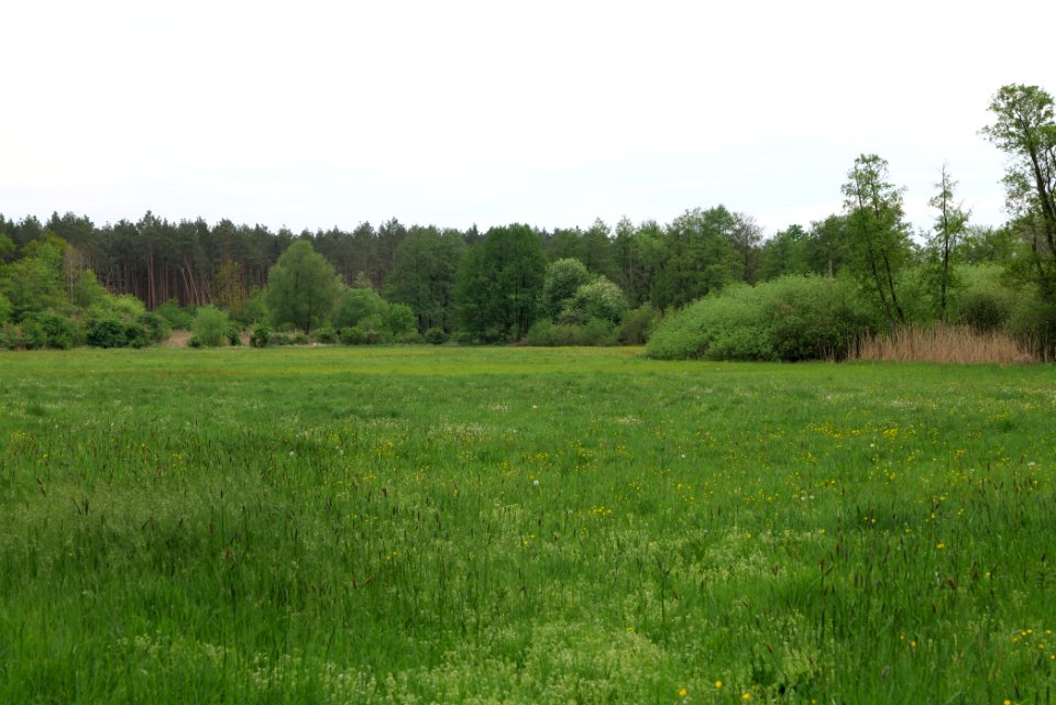 Around Pinnower See 2020-05-10 38