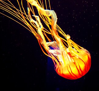 Ocean underwater jelly photo