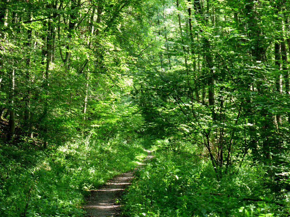 Around Schlehbach between Schmidt and Brück 10