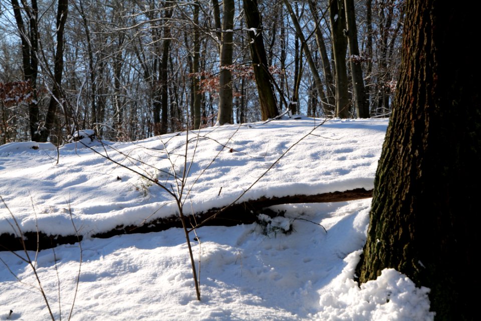 Around Schlachtensee with snow 2021-01-31 19