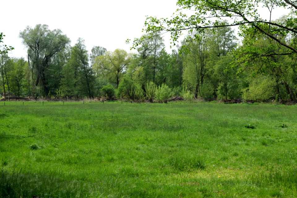 Around Hohenschöpping 2020-05-10 28