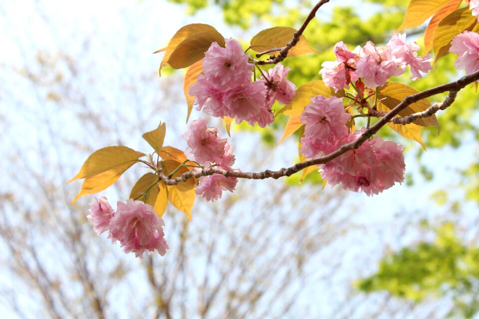 Japan cherry blossoms pink
