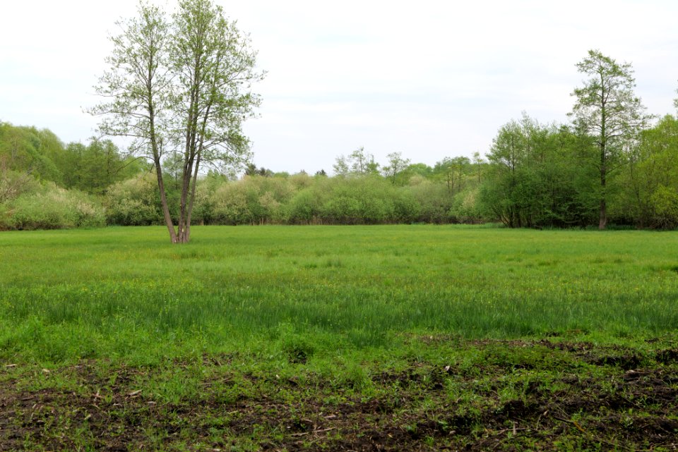 Around Pinnower See 2020-05-10 21