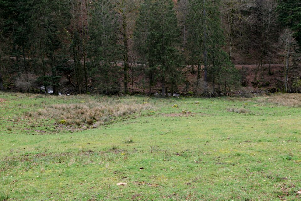 Around Harzbach 2020-03-13 11