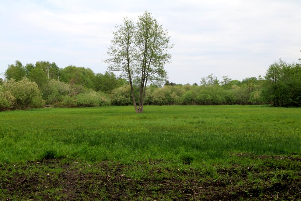 Around Pinnower See 2020-05-10 15
