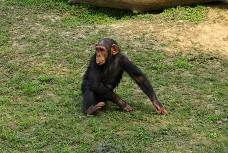 Wildlife chimp mammal photo