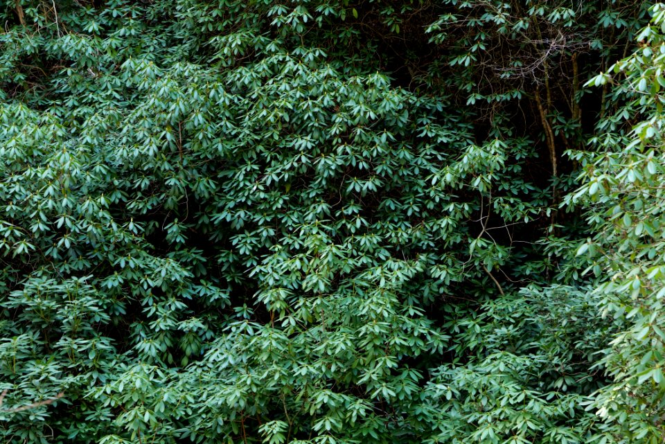 Around Geroldsau Waterfall 2020-03-13 22