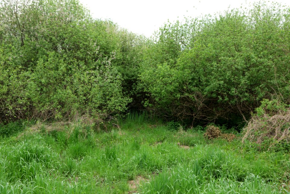 Around Pinnower See 2020-05-10 29