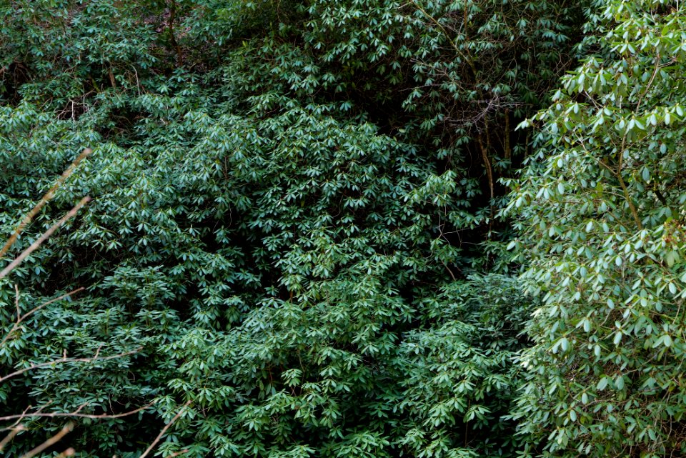 Around Geroldsau Waterfall 2020-03-13 25