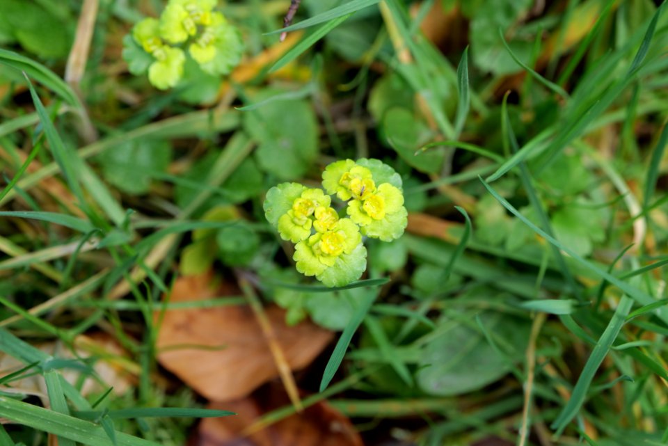 Around Grobbach 2020-03-13 06