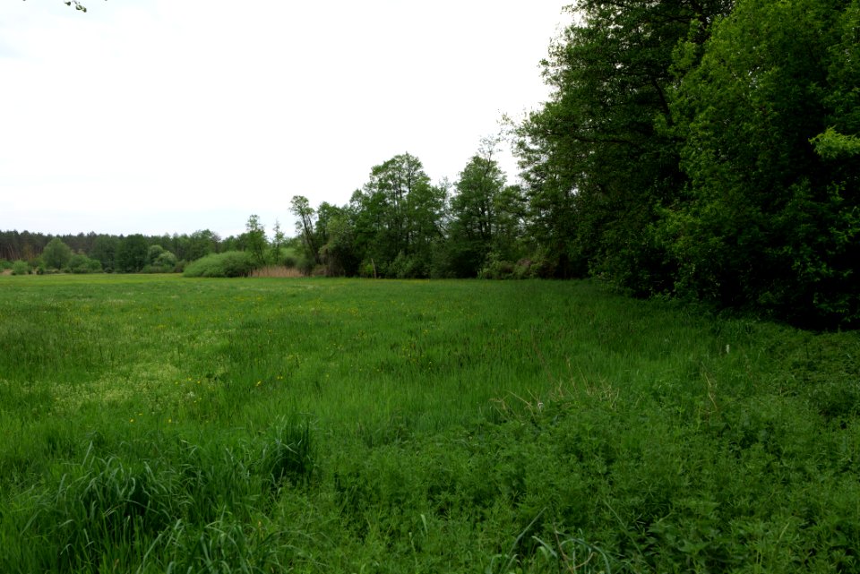 Around Pinnower See 2020-05-10 35