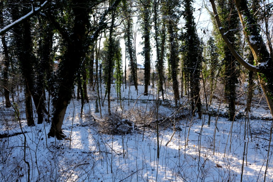 Around Schlachtensee with snow 2021-01-31 05
