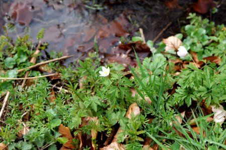 Around Harzbach 2020-03-13 33