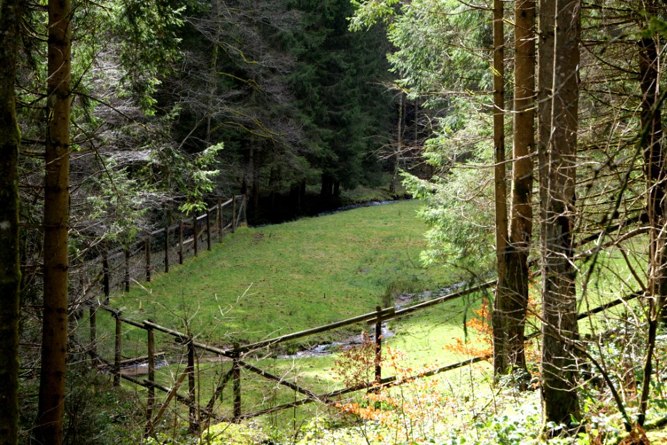 Around Sankenbach 2020-03-12 37