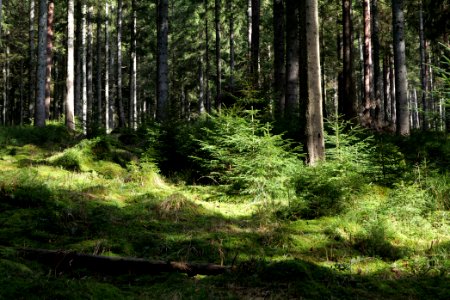 Around Schwarzenbach Northern Black Forest 2020-03-15 04