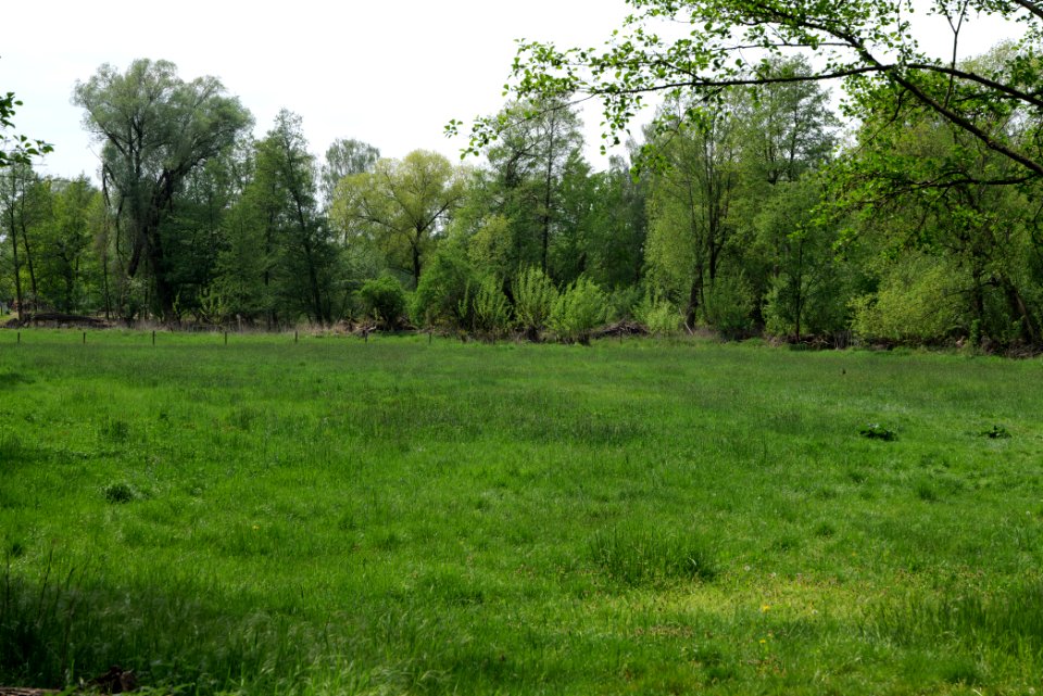 Around Hohenschöpping 2020-05-10 26